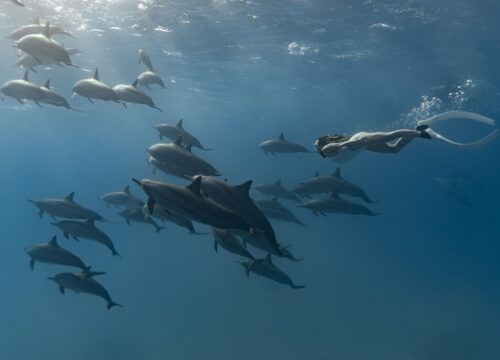 Dolphin Tour by Private Speedboat and Snorkeling