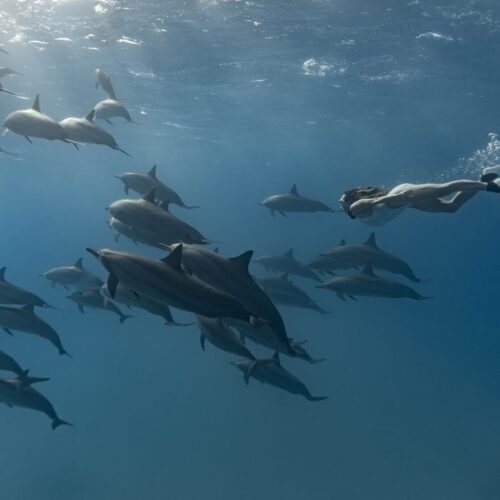 Dolphin Tour by Private Speedboat and Snorkeling