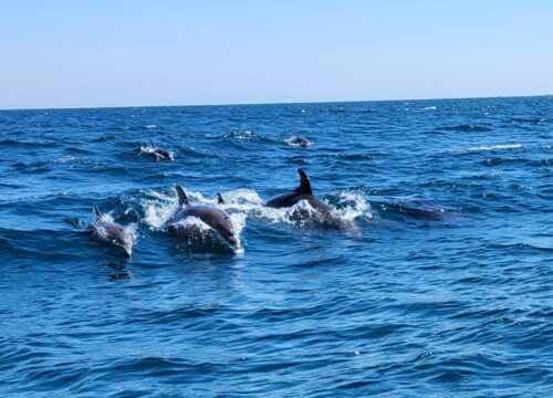 Dolphin Tour: Snorkeling Trip and Swimming with Dolphins in the Wild